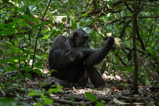 chimp trekking in kibale forest national park