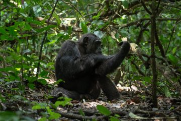 chimp trekking in kibale forest national park