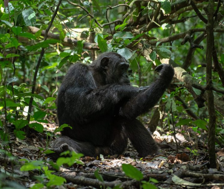 chimp trekking in kibale forest national park