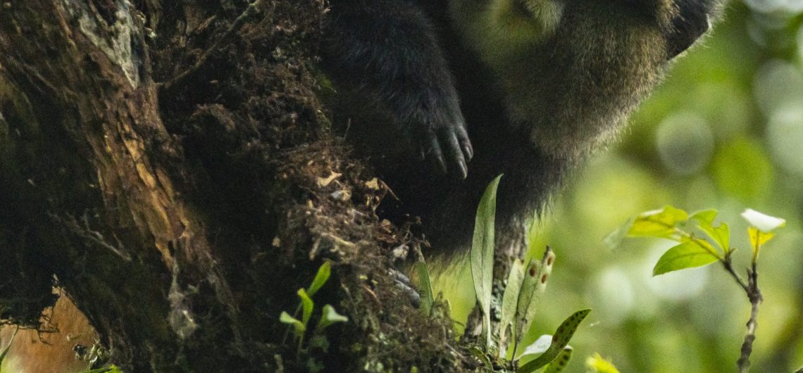 Golden monkey trekking in Uganda and Rwanda.