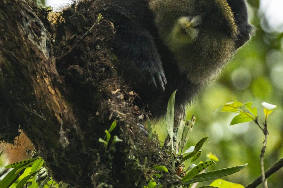 Golden monkey trekking in Uganda and Rwanda.