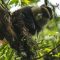 Golden monkey trekking in Uganda and Rwanda.