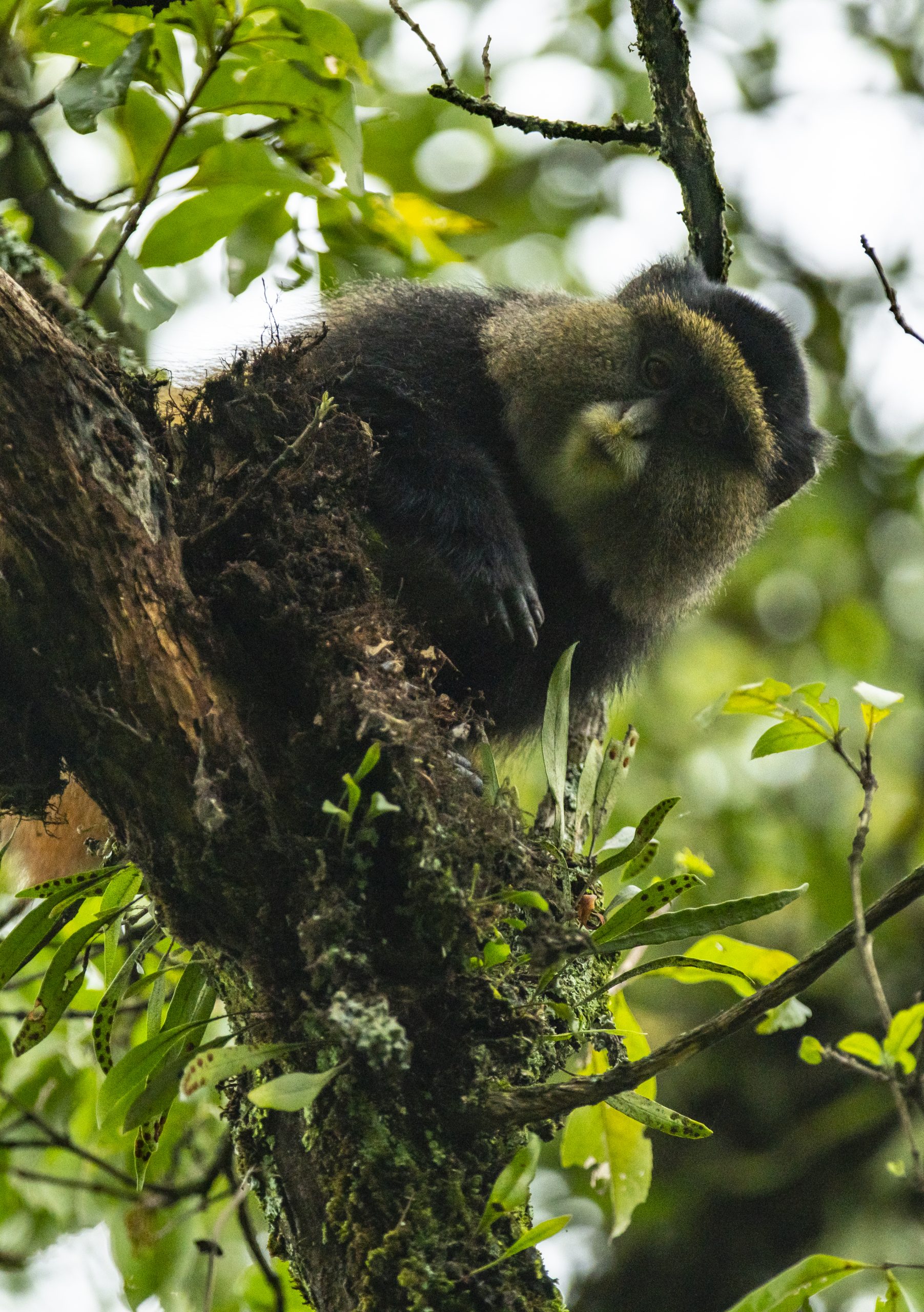 Golden monkey trekking in Uganda and Rwanda.